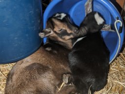 Venus Panda Bucket